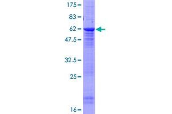 PPP2R2D Protein (AA 1-288) (GST tag)