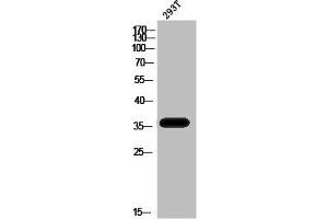 Western Blot analysis of 293T cells using Phospho-PBK (T9) Polyclonal Antibody (PBK 抗体  (pThr9))