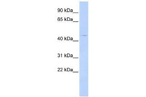 Western Blot showing HTR4 antibody used at a concentration of 1-2 ug/ml to detect its target protein.