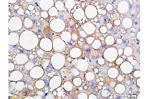 Formalin-fixed and paraffin embedded rat liver labeled with Anti-TIP47/M6PRBP1 Polyclonal Antibody, Unconjugated (ABIN681613) followed by conjugation to the secondary antibody and DAB staining (PLIN3 抗体  (AA 351-434))