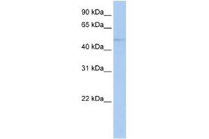 WB Suggested Anti-ZNF610 Antibody Titration:  0. (ZNF610 抗体  (N-Term))