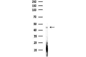 Western blot analysis of lysates from COLO205 cells(UV,30 min treatment), using PSK-H1 Antibody at 1/1000 dilution.