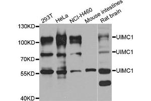 Western blot analysis of extracts of various cell lines, using UIMC1 antibody. (UIMC1 抗体)