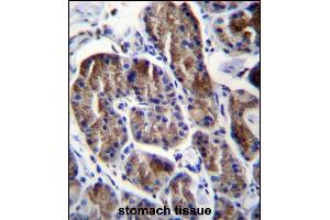 RPS4Y1 Antibody (Center) (ABIN656730 and ABIN2845954) immunohistochemistry analysis in formalin fixed and paraffin embedded human stomach tissue followed by peroxidase conjugation of the secondary antibody and DAB staining. (RPS4Y1 抗体  (AA 76-105))