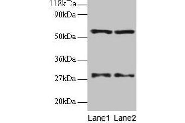 Seryl-tRNA Synthetase (SARS) (AA 2-233) 抗体