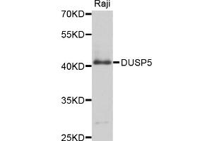 Western blot analysis of extracts of Raji cells, using DUSP5 antibody (ABIN4903529) at 1:1000 dilution. (DUSP5 抗体)