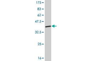 Western Blot detection against Immunogen (32. (SIX3 抗体  (AA 273-332))