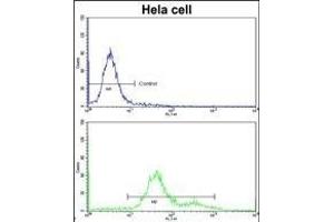 Flow cytometric analysis of hela cells using MC Antibody (Center)(bottom histogr) compared to a negative control cell (top histogr)FITC-conjugated goat-anti-rabbit secondary antibodies were used for the analysis. (MCAM 抗体  (AA 161-189))