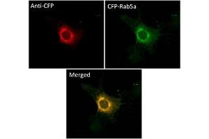 Immunofluorescence (IF) image for anti-CFP Fluorescent Protein antibody (ABIN7273090) (CFP Fluorescent Protein 抗体)