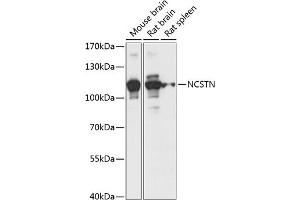 Western blot analysis of extracts of various cell lines, using NCSTN antibody (ABIN7268905) at 1:1000 dilution. (Nicastrin 抗体  (AA 429-669))