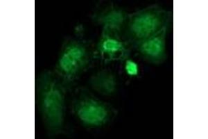 Anti-FAM40A mouse monoclonal antibody (ABIN2454144) immunofluorescent staining of COS7 cells transiently transfected by pCMV6-ENTRY FAM40A (RC210537). (STRIP1 抗体)