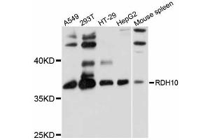 Western blot analysis of extracts of various cell lines, using RDH10 antibody (ABIN6292473) at 1:1000 dilution. (RDH10 抗体)