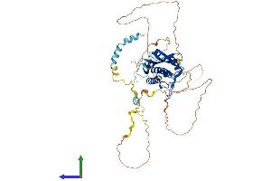 AlphaFold protein structure predicition of Mouse Recombinant Atg13 Protein, UniprotID Q91YI1