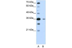 DAZAP1 antibody used at 0. (DAZAP1 抗体  (C-Term))