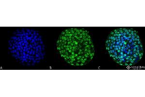 Immunocytochemistry/Immunofluorescence analysis using Mouse Anti-CENP-A Monoclonal Antibody, Clone 5A7-2E11 . (CENPA 抗体  (Biotin))
