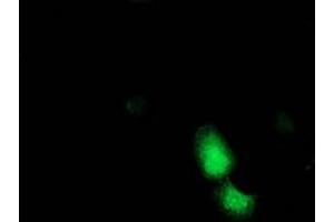 Anti-ADH1B mouse monoclonal antibody (ABIN2454480) immunofluorescent staining of COS7 cells transiently transfected by pCMV6-ENTRY ADH1B (RC205391). (ADH1B 抗体)