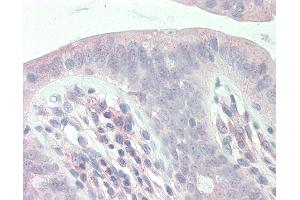 Anti-SLC9A1BP / CHP antibody IHC staining of human colon. (CHP 抗体  (AA 35-84))