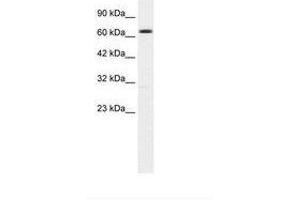 Image no. 1 for anti-Potassium Intermediate/small Conductance Calcium-Activated Channel, Subfamily N, Member 2 (KCNN2) (AA 443-492) antibody (ABIN203269) (KCNN2 抗体  (AA 443-492))