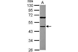 WB Image Sample (30 ug of whole cell lysate) A: A431 , 10% SDS PAGE antibody diluted at 1:2000 (TUFM 抗体)