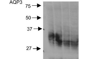 Western blot analysis of Rat kidney inner medullary homogenates showing detection of Aquaporin 3 protein using Rabbit Anti-Aquaporin 3 Polyclonal Antibody . (AQP3 抗体  (C-Term) (PE))