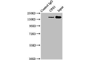 Immunoprecipitating CPS1 in HepG2 whole cell lysate Lane 1: Rabbit control IgG instead of ABIN7146668 in HepG2 whole cell lysate. (CPS1 抗体  (AA 1361-1500))