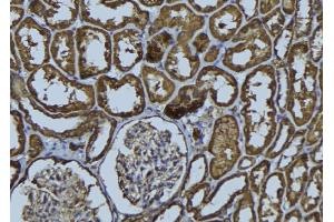 ABIN6279275 at 1/100 staining Rat kidney tissue by IHC-P. (HAUS2 抗体  (N-Term))