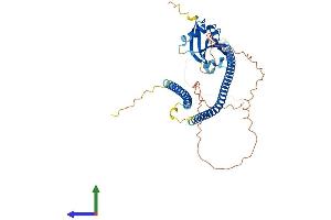 AlphaFold protein structure predicition of Mouse Recombinant Spata1 Protein, UniprotID Q9D5R4 (SPATA1 Protein (AA 1-444) (His tag))