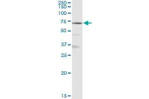 MAN1A1 MaxPab rabbit polyclonal antibody. (MAN1A1 抗体  (AA 1-367))
