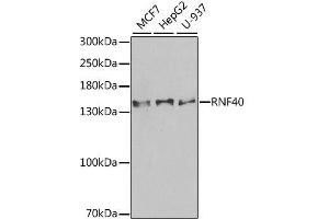 Western blot analysis of extracts of various cell lines, using RNF40 antibody. (RNF40 抗体  (AA 1-300))