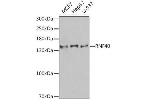 RNF40 Antikörper  (AA 1-300)