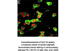 Image no. 1 for anti-Growth Associated Protein 43 (GAP43) (AA 216-226) antibody (ABIN363394) (GAP43 抗体  (AA 216-226))