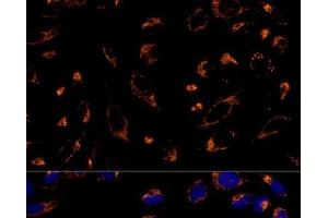 Immunofluorescence analysis of U-2 OS cells using PRDX3 Polyclonal Antibody at dilution of 1:100 (40x lens). (Peroxiredoxin 3 抗体)