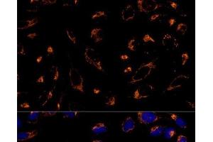 Immunofluorescence analysis of U-2 OS cells using PRDX3 Polyclonal Antibody at dilution of 1:100 (40x lens). (Peroxiredoxin 3 抗体)