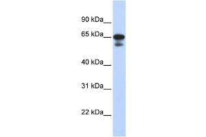 Western Blotting (WB) image for anti-Histone H4 Transcription Factor (HINFP) antibody (ABIN2458367) (HINFP 抗体)