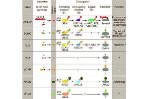 Conjugation pathways for ubiquitin and ubiquitin-like modifiers (UBLs). (CDC20 抗体  (C-Term))