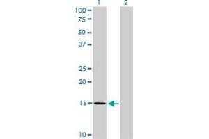 Western Blotting (WB) image for anti-NTF2-Related Export Protein 1 (NXT1) (AA 1-140) antibody (ABIN526082)