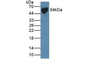 Western Blotting (WB) image for anti-Solute Carrier Family 2 (Facilitated Glucose Transporter), Member 1 (SLC2A1) (AA 251-329) antibody (ABIN7433228)