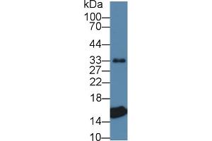 Western Blotting (WB) image for anti-Transthyretin (TTR) (AA 21-150) antibody (ABIN1863252)