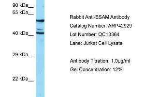 Western Blotting (WB) image for anti-Endothelial Cell Adhesion Molecule (ESAM) (N-Term) antibody (ABIN2775637) (ESAM 抗体  (N-Term))