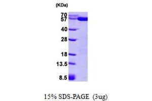 Protein Disulfide Isomerase Family A, Member 3 (PDIA3) (AA 25-505) protein (His tag)