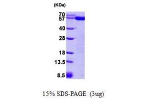 SDS-PAGE (SDS) image for Protein Disulfide Isomerase Family A, Member 3 (PDIA3) (AA 25-505) protein (His tag) (ABIN666935) (PDIA3 Protein (AA 25-505) (His tag))