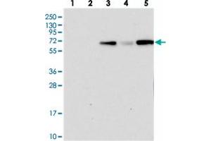 Western blot analysis of Lane 1: RT-4, Lane 2: U-251 MG, Lane 3: Human Plasma, Lane 4: Liver, Lane 5: Tonsil with PLEKHG6 polyclonal antibody .