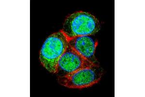 Confocal immunofluorescent analysis of LRTM2 Antibody (C-term) (ABIN655297 and ABIN2844884) with HepG2 cell followed by Alexa Fluor 488-conjugated goat anti-rabbit lgG (green). (LRTM2 抗体  (C-Term))