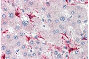 Human Liver (formalin-fixed, paraffin-embedded) stained with TSKS antibody ABIN462256 followed by biotinylated goat anti-rabbit IgG secondary antibody ABIN481713, alkaline phosphatase-streptavidin and chromogen. (TSKS 抗体  (N-Term))