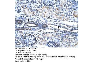 Human kidney (ETS1 抗体  (N-Term))