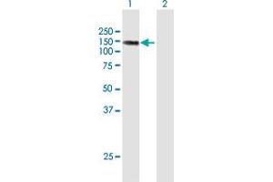 Western Blot analysis of LIMCH1 expression in transfected 293T cell line by LIMCH1 MaxPab polyclonal antibody. (LIMCH1 抗体  (AA 1-897))