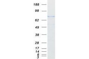 Western Blotting (WB) image for Calpain 9 (CAPN9) (Transcript Variant 1) protein (Myc-DYKDDDDK Tag) (ABIN2713064)