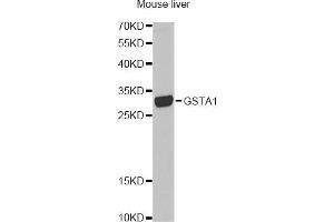 Western blot analysis of extracts of mouse liver, using GSTA1 antibody (ABIN1872910) at 1:1000 dilution. (GSTA1 抗体)
