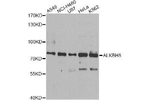 Western blot analysis of extracts of various cell lines, using ALKBH8 antibody (ABIN5974297) at 1/1000 dilution. (ALKBH8 抗体)