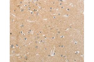 Immunohistochemistry (IHC) image for anti-Neurofascin (NFASC) (AA 830-1100) antibody (ABIN3017267) (NFASC 抗体  (AA 830-1100))